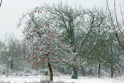 Ein Streuobstbestand auf dem Ockstädter Kirschberg mit leuchtend-roter Winteräpfel an einem sonst kahlen Apfelbaum im Schnee.