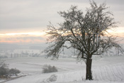 In der östlichen Wetterau bietet sich dem Betrachter ein winterlicher Sonnenaufgang.