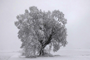 Eine schneebedeckte, alte Linde bei Eckhartsborn.