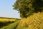 Blühendes Rapsfeldund blühender Ginster am Zwergwald.