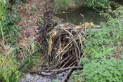 Die Biber der Wetterau renaturieren ihren Lebensraum durch den Bau von Dämmen eigenständig.