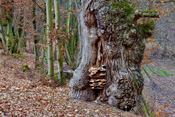Viele Tiere, Pflanzen und Pilze nutzen alte Bäume als Lebensraum.