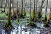 Im Markwald des Wetterau-Ortes Berstadt ist am Karlsteich ein kleiner Erlensumpf entstanden.