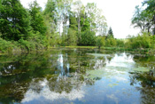 Vielfältige Lebensformen haben sich am renaturierten Fischteich bei Michelau eingefunden.