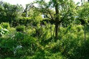 Naturnah gestaltete Gärten bieten den Menschen tiefe Einblicke in die Natur.