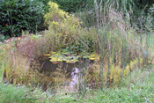 Der naturnah gestaltete Gartenteich wird ganz von selbst in kurzer Zeit von Amphibien, Schnecken, Fischen und von vielen weiteren Arten erobert.