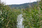 Die Wetterau wird von vielen Gräben durchzogen, die neben vielen anderen Arten auch dem Schlammpeitzger einen Lebensraum bieten.