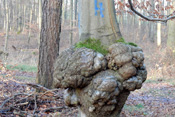 In den Wäldern der Wetterau werden besondere Bäume mit einem H gekennzeichnet und sind als Habitatbaum von der forstlichen Nutzung ausgenommen.