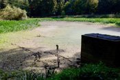 Durch den niederschlagsarmen Sommer 2018 ist der Karlsteich im Berstädter Wald komplett ausgetrocknet.