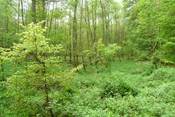 Der reich strukturierte Laubwald bietet langlebige ökologische Vielfalt.
