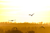Den Luftraum für Vögel über der Wetterau symbolisiert das Foto mit vier, der Sonne entgegenfliegenden Störchen.