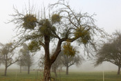 Mistel-befallene Bäume sieht man meist Gruppenweise in der Wetterau.