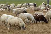 Durch Schafbeweidung wird die Wetterauer Landschaft offen gehalten.