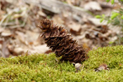 Hier wurde im Oos des Waldbodens ein Tannen- oder Fichtenzapfen verankert um an den begehrten Samen zu gelangen.