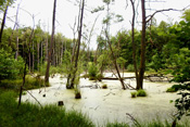 In der Nähe des Klosters Engelthal gibt es viele überschwemmte Waldstücke, die sich im lauf der Zeit in sumpfige Niederungen wandeln.