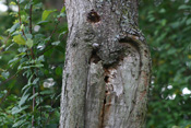 Todholz ist ein wertvoller Lebensraum vieler Arten in der Wetterau.