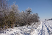 Im Winter sind Hecken ein wichtiger Überlebensraum für viele Arten.