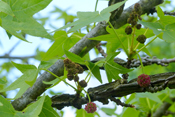 Altingiaceae der Wetterau