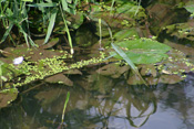 Wasserlinsen dienen Fischen und Enten als Nahrung.