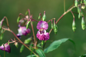 Balsamidengewächse der Wetterau