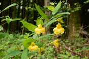 Leuchten gelb blüht das Große Springkraut auf dem Waldweg zum Echzeller Wannkopf.