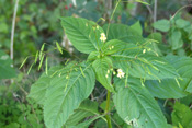 Die Blüten des 'Kleinen Springkrautes' sind klein und haben dem Neophyt seinen Namen gegeben.