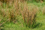 Flatterbinsen findet man in Feuchtwiesen, Nassweiden und in Gräben.