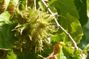 Ein Fruchtstand der Baumhasel, aufgenommen Ende August. Bis zum Herbst reifen ihre beliebten Nüsse.