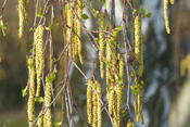 Während die männlichen Blüten der Birke herabhängen, wachsen die weiblichen Blüten nach oben.