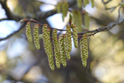 Männliche und weibliche Blüten wachsen an einem Hainbuchenbaum.