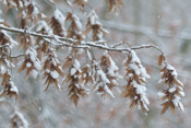 Die Samenstände der Hainbuche bieten im Winter beispielsweise dem Steinbeißer eine willkommene Nahrungsquelle.