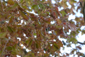 Männliche Buchenblüten hängen herab. Dadurch lassen sie sich leicht von den weiblichen Blüten unterscheiden.