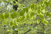 Leuchtendes Grün verbreiten die Blätter der Rotbuchen im April.