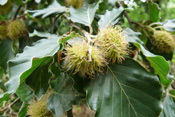 Männliche und weibliche Blüten wachen am gleichen Baum.