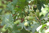 Eicheln, die Früchte der Stieleiche, sind sehr nahrhaft und wurden früher zur Schweinemast genutzt.