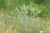 Abgebrochene Feldmannstreu-Pflanzen rollen vom Wind getragen über den Boden und verbreiten ihre Samen.