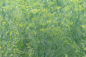 Verwildeter Fenchel wächst auf einem Acker in Ockstadt.