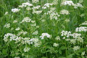 Doldenblütler der Wetterau