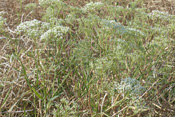 Sichelmöhren blühen von Juli bis September in der Wetterau.