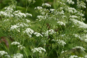 Die Blütezeit des Wiesenkerben recht von April bis Juli.