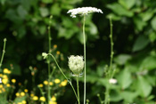 Aus der wilden Möhre wurde unsere Gartenmöhre gezüchtet.