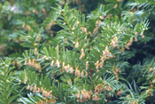 Die Blütenpollen der Eibe werden vom Wind über weite Strecken verdriftet.