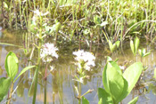 Ein selten vorkommender Fieberklee findet sich in einem naturbelassenen Gartenteich in Ockstadt.