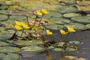 Fieberkleegewächse der Wetterau