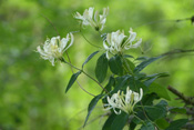 Die leuchtend roten Früchte des Wald-Geißblattes sind giftig und führen beim Genuss zu Durchfällen und Magenkrämpfen.