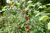 Rote Heckenkirschen wachsen in krautreichen Eichen- und Buchenwäldern der Wetterau.