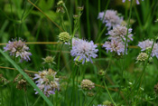 Die Acker-Witwenblume wächst auf den nährstoffreichen Wiesen der Wetterau.