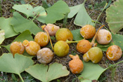 Früchte und Blätter des Ginkgobaumes. Ginkgo wächst in Friedberg und Bad Nauheim.