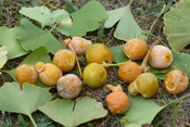 Ginkgogewächse der Wetterau