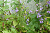 Eine Ackerglockenblume au Friedberg-West.